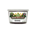 Official Caraway (Carum carvi) Seed Starter Kit by Seeds In A Cup. Features real potting soil and USA-sourced seeds for indoor gardening.
