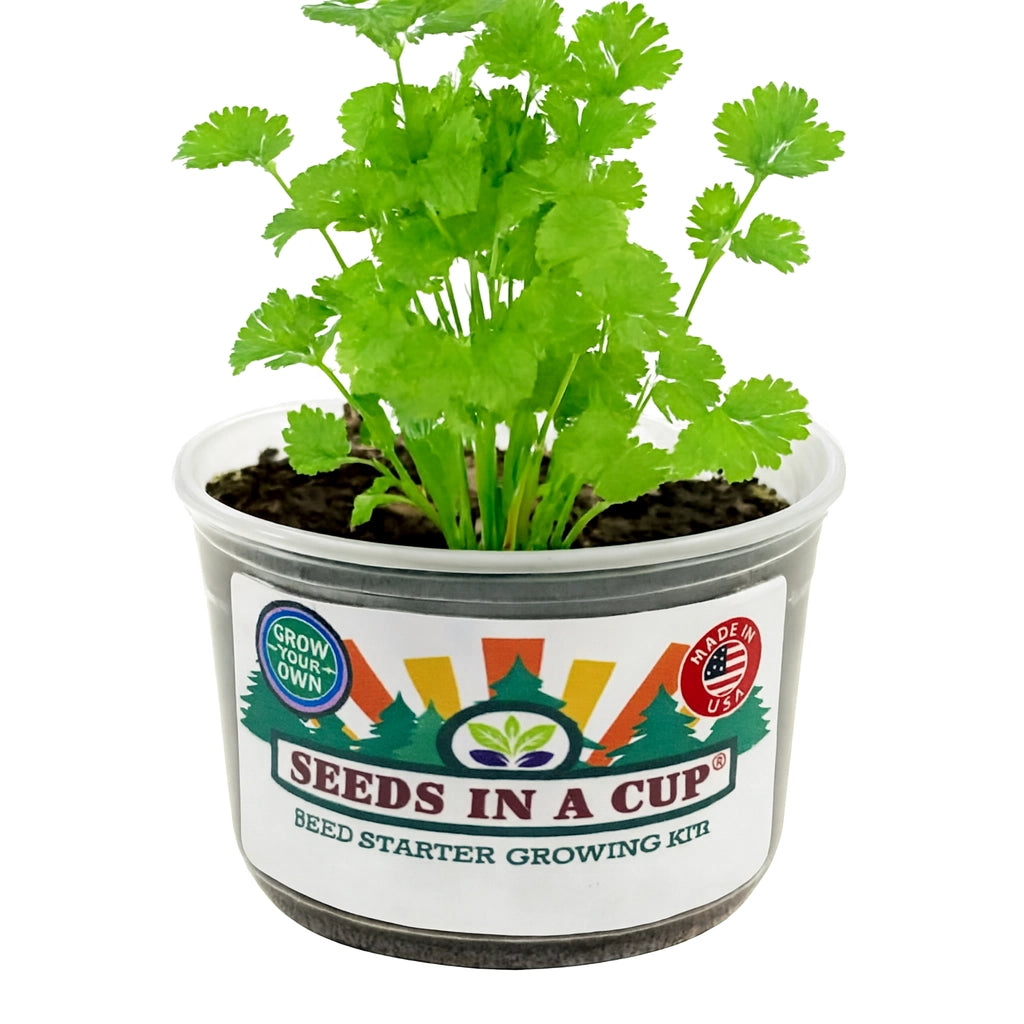 Low-maintenance gift idea: How to use the Seeds In A Cup Cilantro (Coriandrum sativum) kit with real soil and a humidity-controlling moisture-retaining lid.
