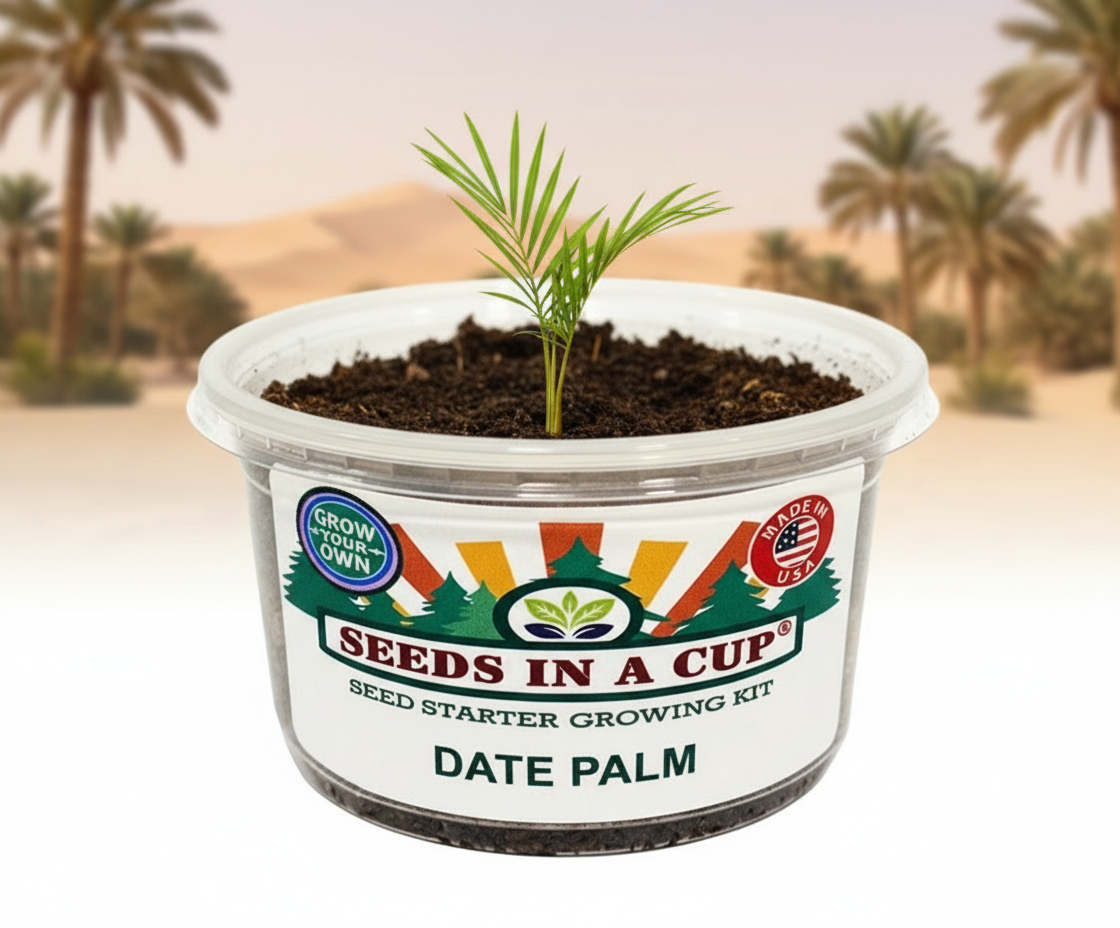 Date Palm - Middle Eastern oasis