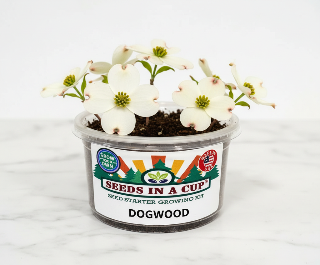 Dogwood with white flowers