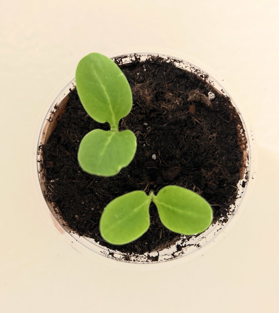 English Ivy Vine Affordable seed grow kit made in USA – perfect gift for kids, families, and classrooms