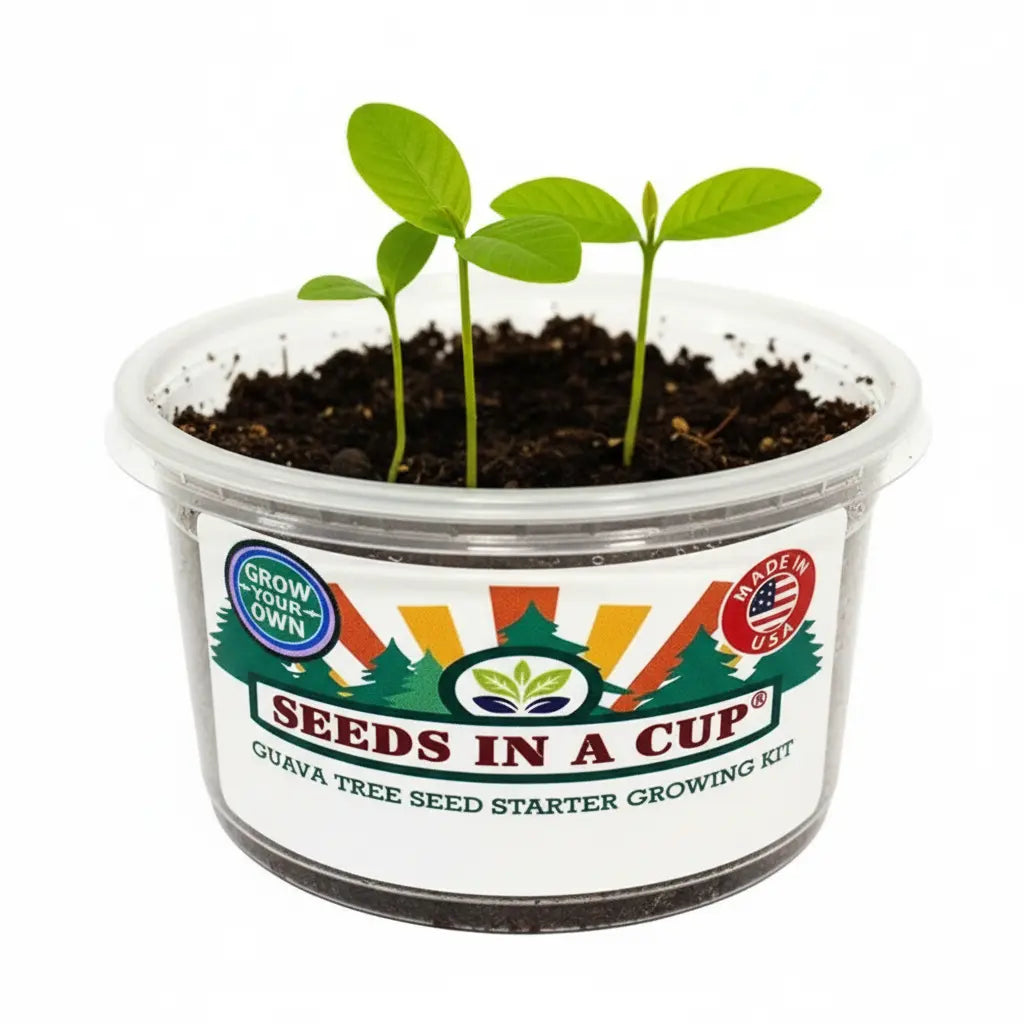 Healthy American Ash Tree (Fraxinus americana) seedling growing in a Seeds In A Cup recyclable planter. Demonstrates successful germination using real potting soil and non-GMO seeds.