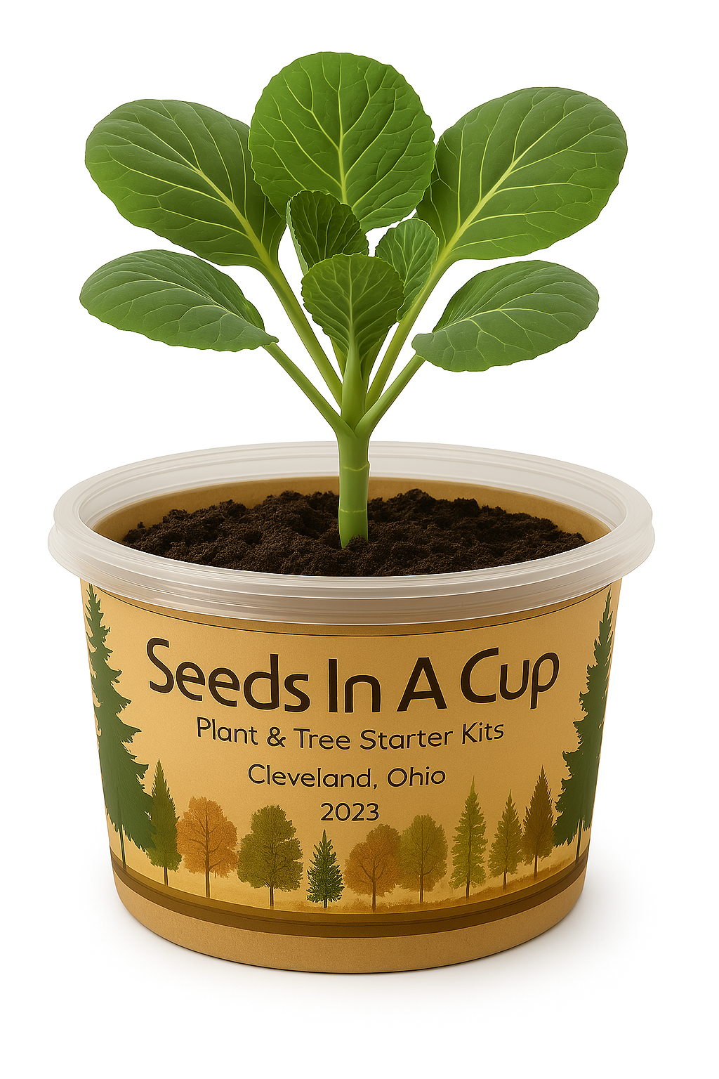 American Holly | Tree Seed Starter Grow Kit | Seeds In A Cup®