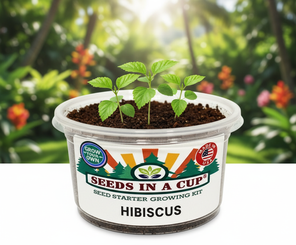 Hibiscus - Hawaiian tropical