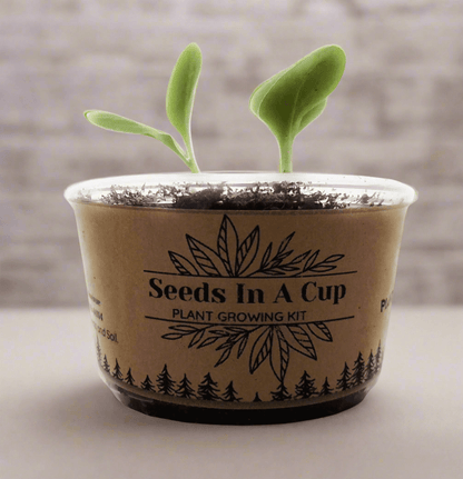 Jalapeño Plant Grow Kit | Seeds In A Cup® | Seed Germination Kit grow kit by Seeds In A Cup - Plant GRow Kit Tree GRow Kit Seed