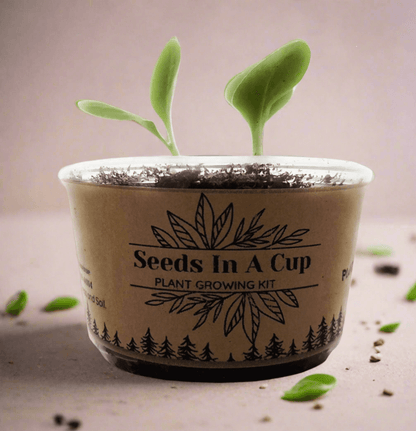 Jalapeño Plant Grow Kit | Seeds In A Cup® | Seed Germination Kit grow kit by Seeds In A Cup - Plant GRow Kit Tree GRow Kit Seed