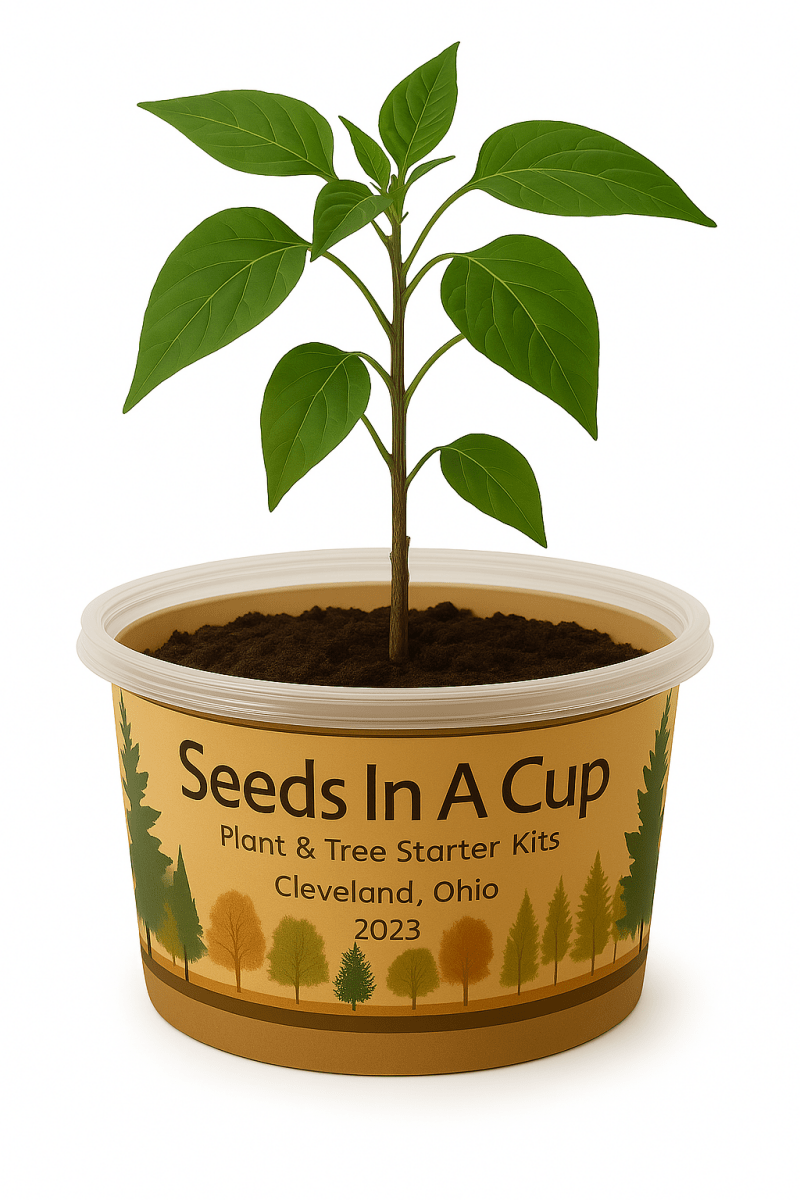 Jalapeño Plant Grow Kit | Seeds In A Cup® | Seed Germination Kit grow kit by Seeds In A Cup - Plant GRow Kit Tree GRow Kit Seed