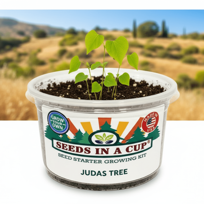 successful growth with seeds in a cup redwood judas tree grow kit