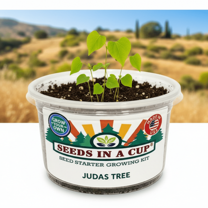 successful growth with seeds in a cup redwood judas tree grow kit