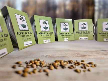 Macadamia Nut Tree Affordable seed grow kit made in USA – perfect gift for kids, families, and classrooms