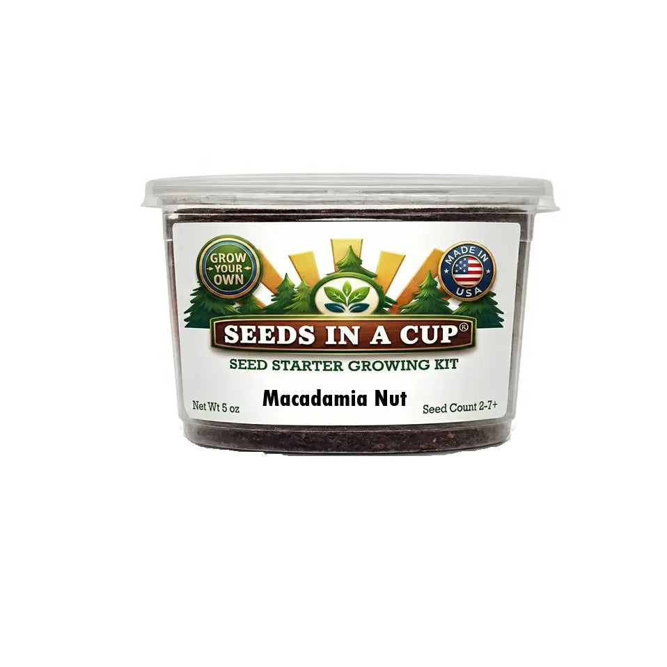 macadamia nut tree grow kit by popular brand seeds in a cup