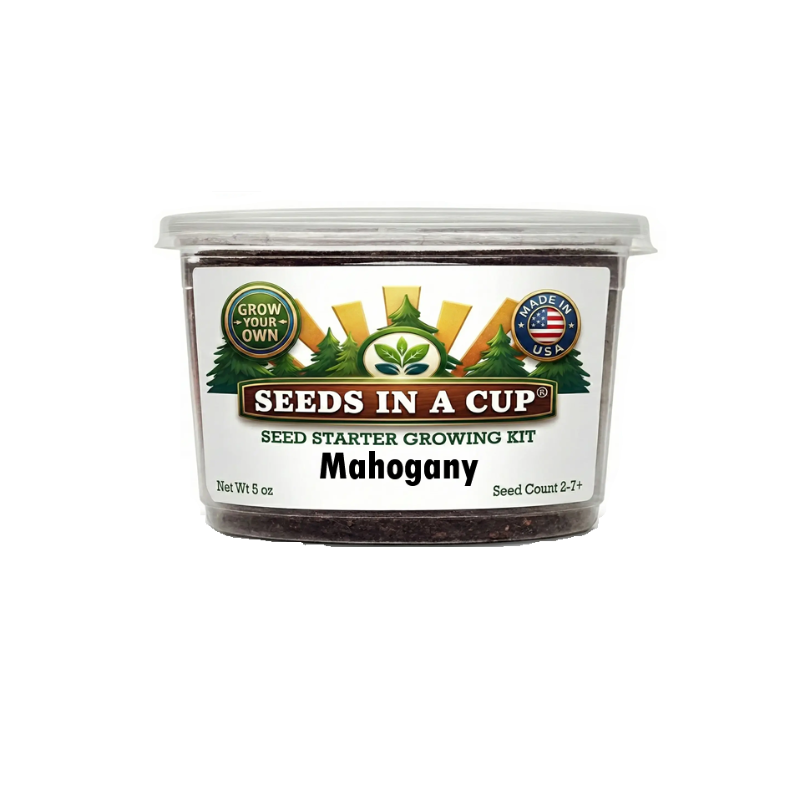 Mahogany tree grow kit easy to grow from seed