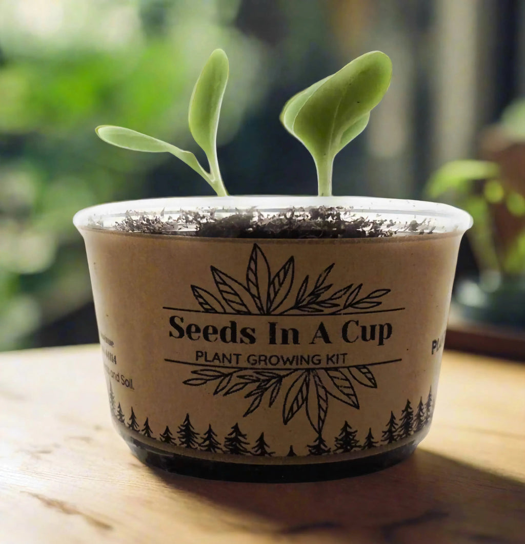 Onion | Plant Seed Starter Grow Kit | Seeds In A Cup® Top-rated seed starter kit – grow herbs, vegetables, and trees