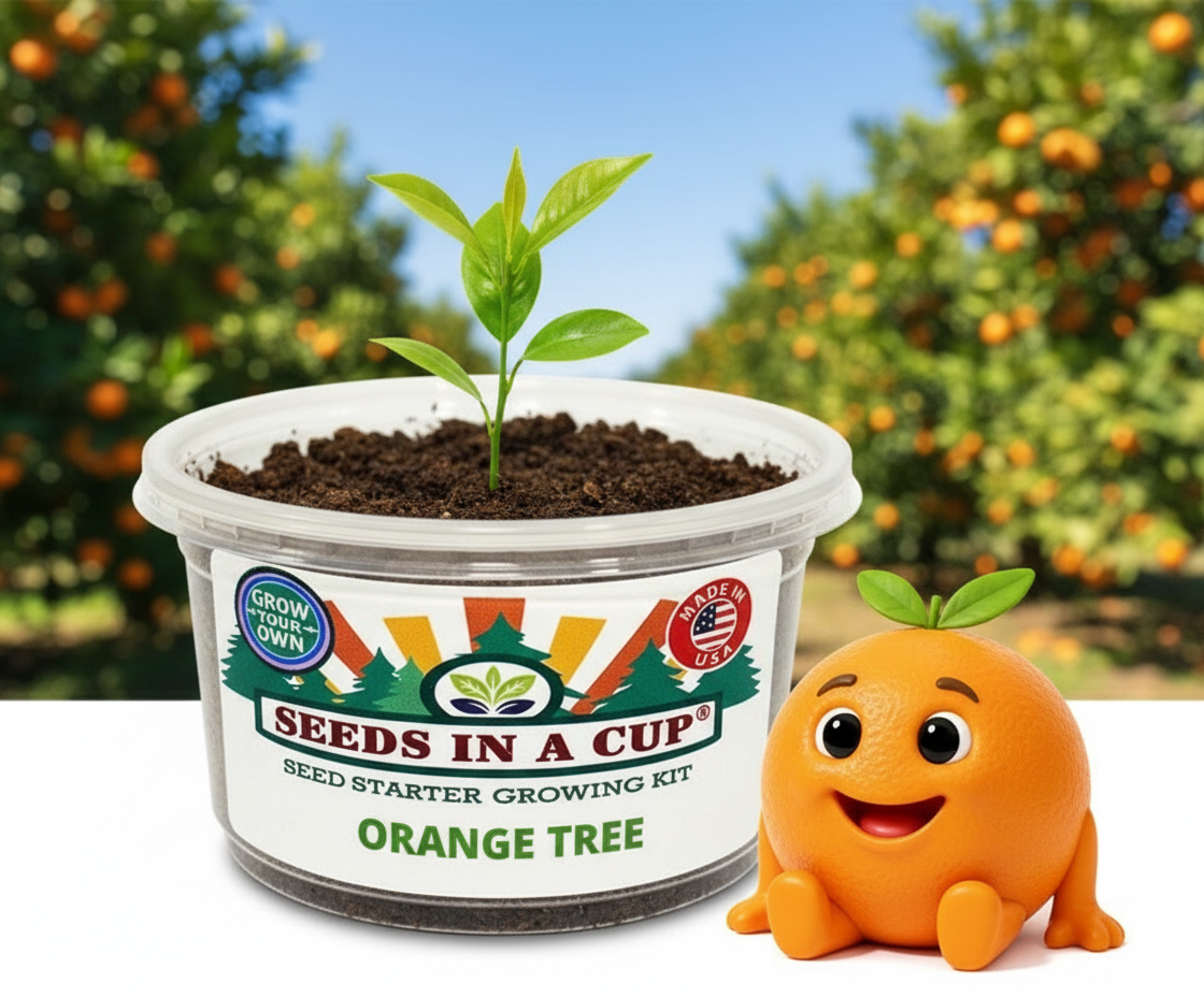 Orange with character