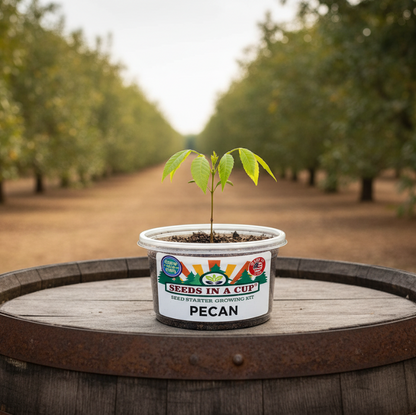 Pecan tree seedling successfully grow with seeds in a cup branded grow kit