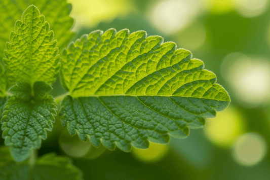Lemon Balm (Melissa officinalis) seed starter kit contents: premium non-GMO seeds, nutrient-rich loose potting soil, and recyclable planter with humidity lid by Seeds In A Cup - Made in USA.