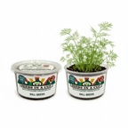 Real Sunflower (Helianthus annuus) in a Seeds In A Cup kit. Proving the nutrient density and root health support of our professional nutrient rich potting soil.