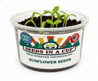 Educational classroom plant project: Starting a Sunflower (Helianthus annuus) garden by pouring water into the Seeds In A Cup real soil medium for hydration.