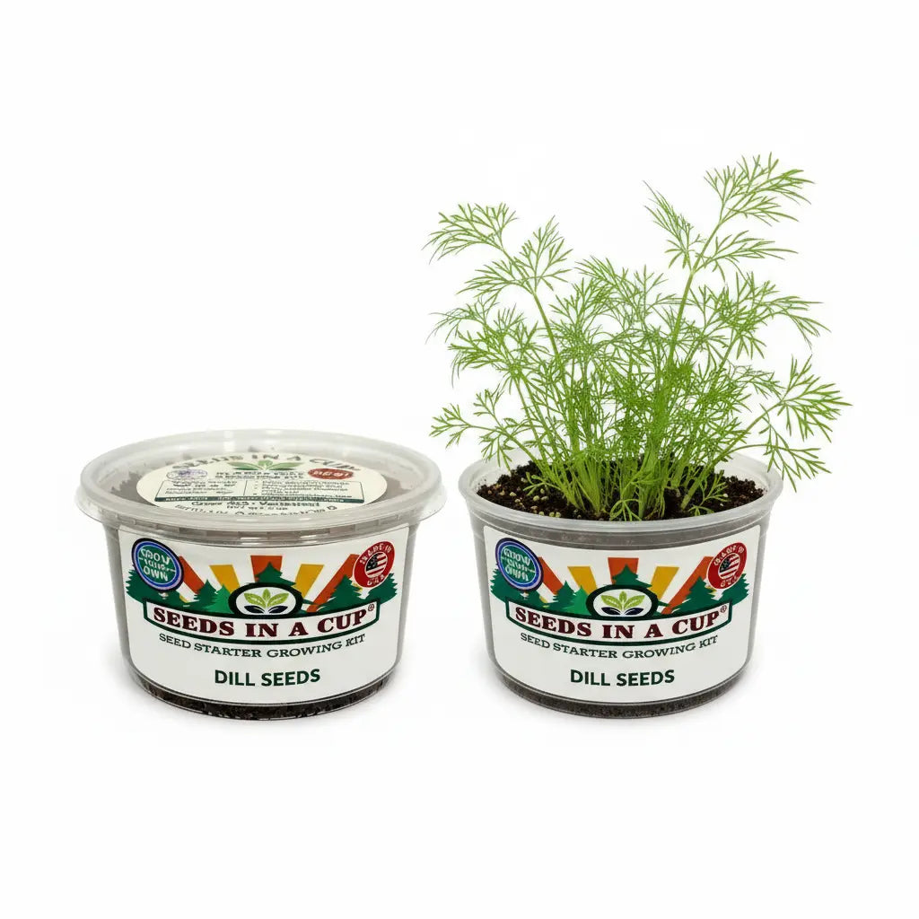 How to plant Dill (Anethum graveolens) seeds: Step-by-step seed starting process using the Seeds In A Cup grow kit with real soil and moisture-retaining lid.