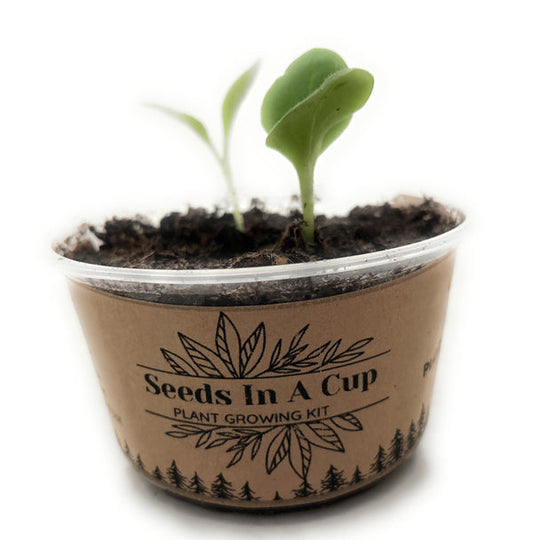 Celery | Plant Seed Starter Grow Kit | Seeds In A Cup® - Seeds In A Cup®