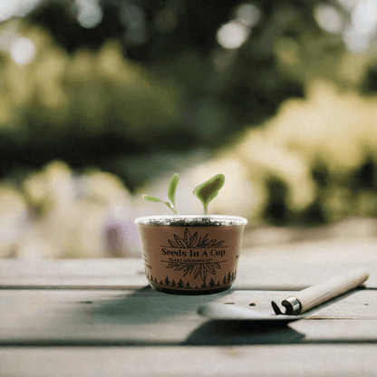 Seeds In A Cup® | Jalapeño Plant Grow from Seed Gardening Kit Seed Germination Kit grow kit by Seeds In A Cup - Plant GRow Kit Tree GRow Kit Seed
