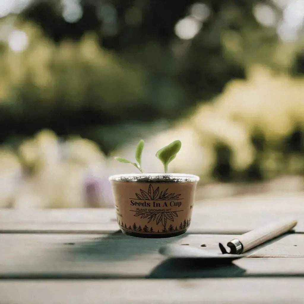 Seeds In A Cup® | Jalapeño Plant Grow from Seed Gardening Kit Seed Germination Kit grow kit