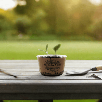Seeds In A Cup® | Jalapeño Plant Grow from Seed Gardening Kit Seed Germination Kit grow kit by Seeds In A Cup - Plant GRow Kit Tree GRow Kit Seed