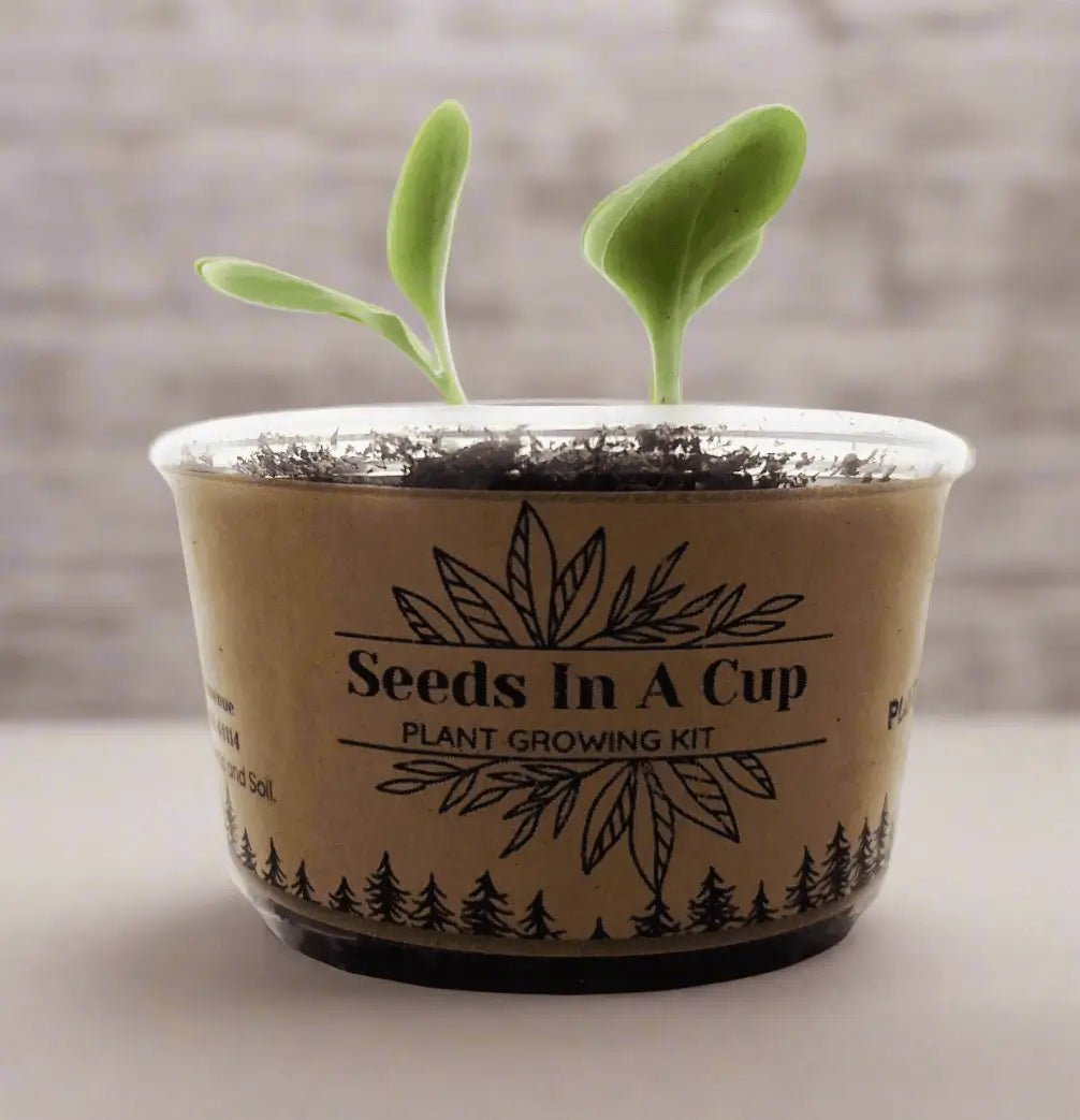 Seeds In A Cup Jalapeño Plant Grow from Seed Gardening Kit Seed Germination Kit grow kit by Seeds In A Cup