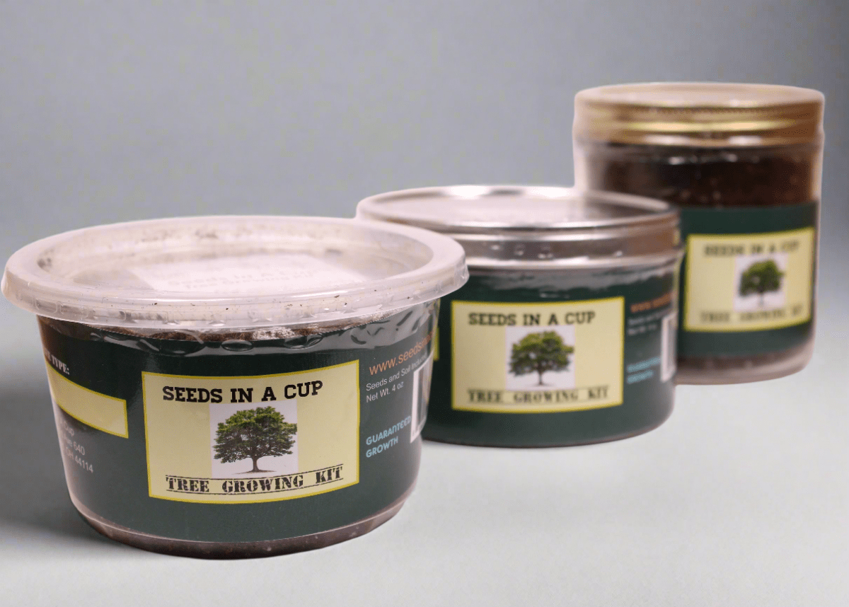 Sugar Maple Tree | Seed Starter Grow Kit | Seeds In A Cup® Tree Seed Grow Kit Plant Grow Kit Tree Grow Kit Seed