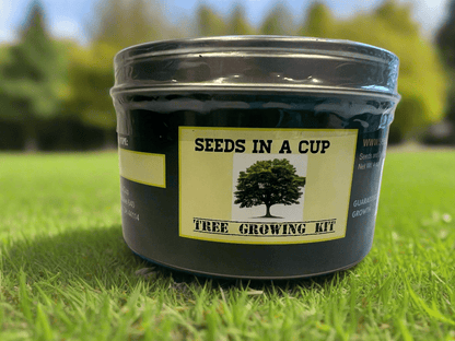 Cedar Tree | Seed Starter Grow Kit | Seeds In A Cup® Tree Seed Grow Kit Plant Grow Kit Tree Grow Kit Seed