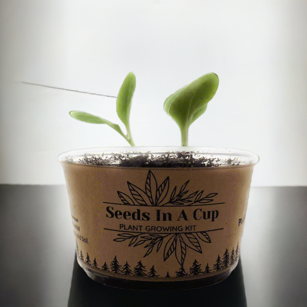 American Ash | Tree Grow Kit  |  Seeds In A Cup® - Seeds In A Cup®