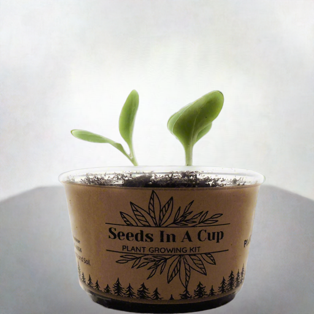 American Ash | Tree Grow Kit  |  Seeds In A Cup® - Seeds In A Cup®