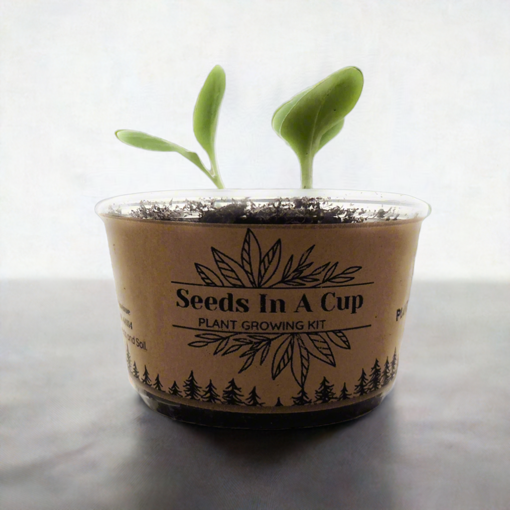 American Ash | Tree Grow Kit  |  Seeds In A Cup® - Seeds In A Cup®