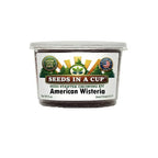 Indoor Wisteria (Wisteria) Growing Kit from Seeds In A Cup. Features USA-grown seeds and a sustainable recyclable planter with real soil.