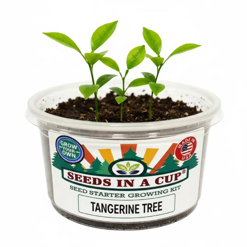 Healthy Tangerine Tree (Citrus reticulata) seedling growing in a Seeds In A Cup recyclable planter. Demonstrates successful germination using real potting soil and non-GMO seeds.