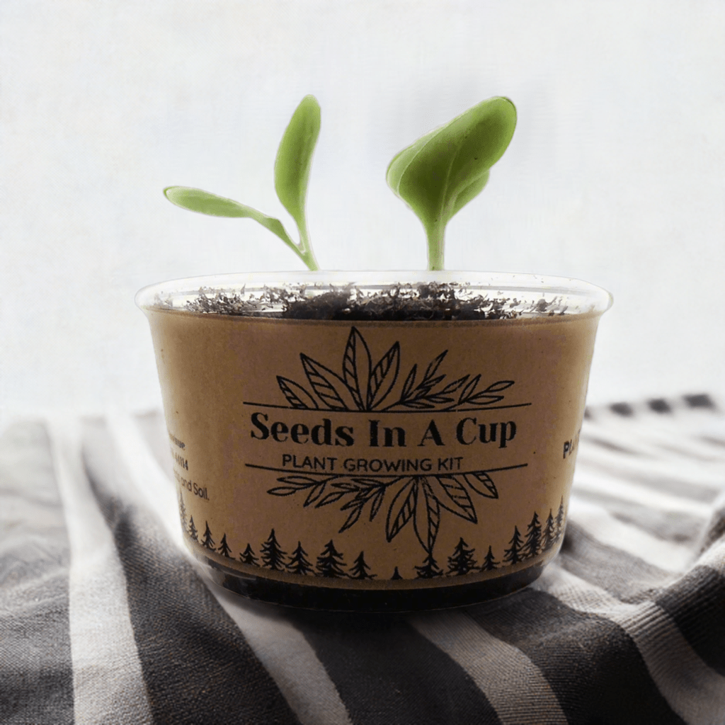Tree Seed Grow KitSEEDS IN A CUP