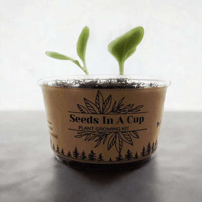 Tree Seed Grow KitSEEDS IN A CUP