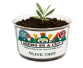 Tree Seed Starter KitSEEDS IN A CUPSeeds In A Cup®1