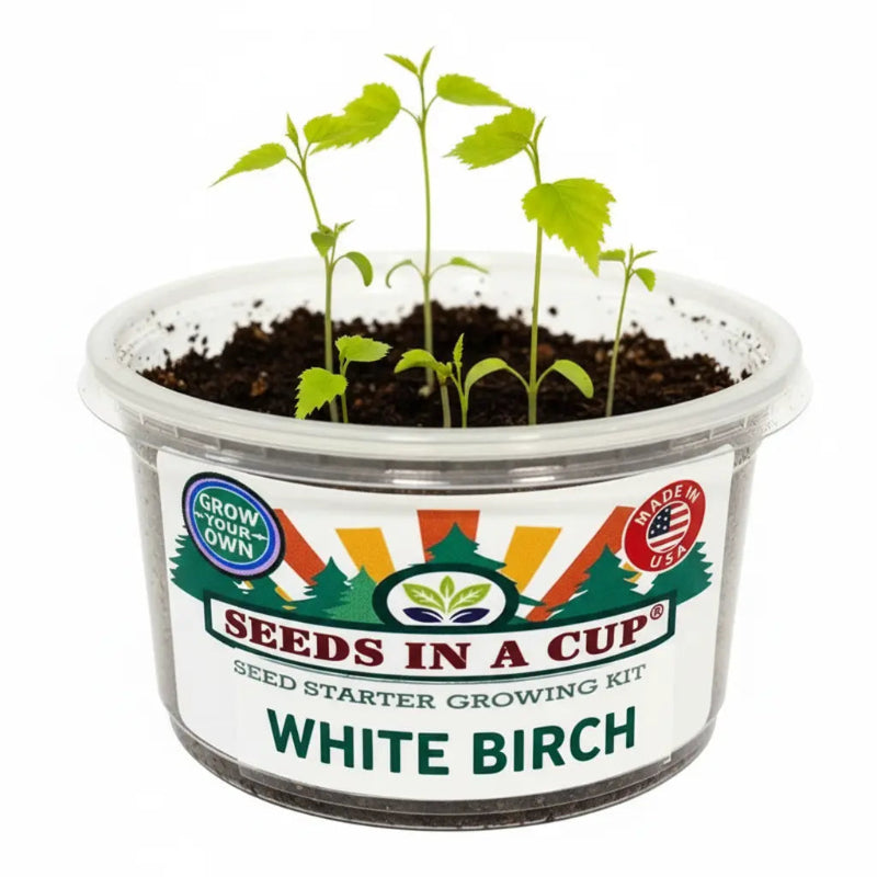 tree seed planter Seeds In A Cup- Tree Growing Kit (White Birch)