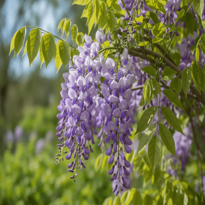 wisteria grow kit stem
