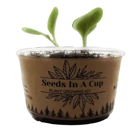 Zucchini | Plant Seed Starter Grow Kit | Seeds In A Cup® Seed Germination Kit Seeds In A Cup